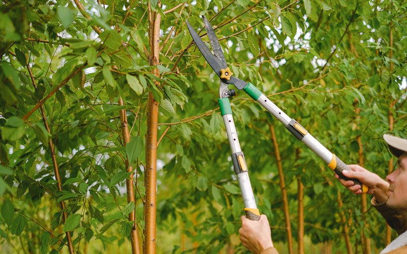 Tree trimming in Hauppauge, NY
